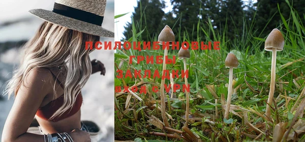 индика Елизово